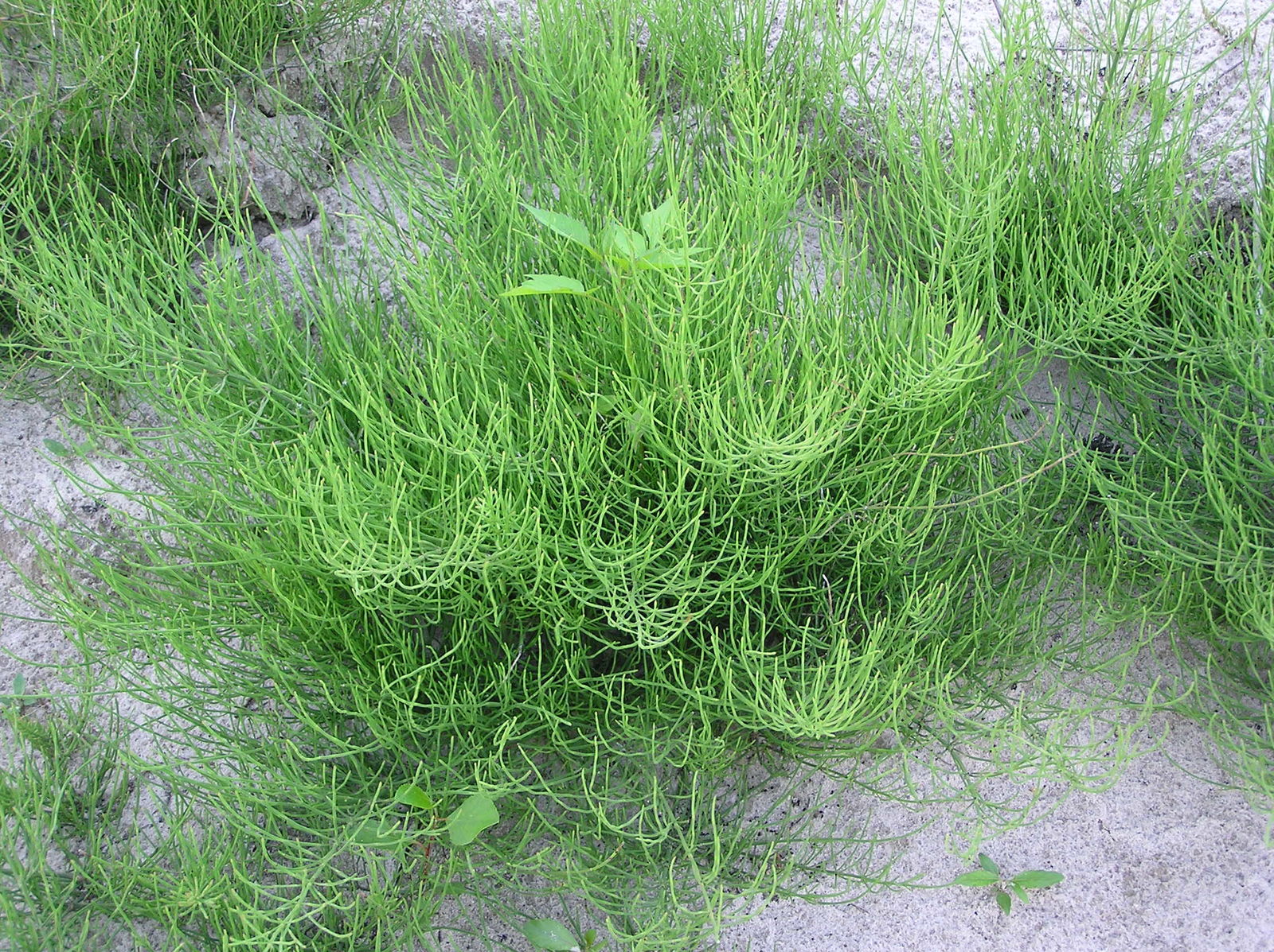 Equisetum arvense L. Plants of the World Online Kew