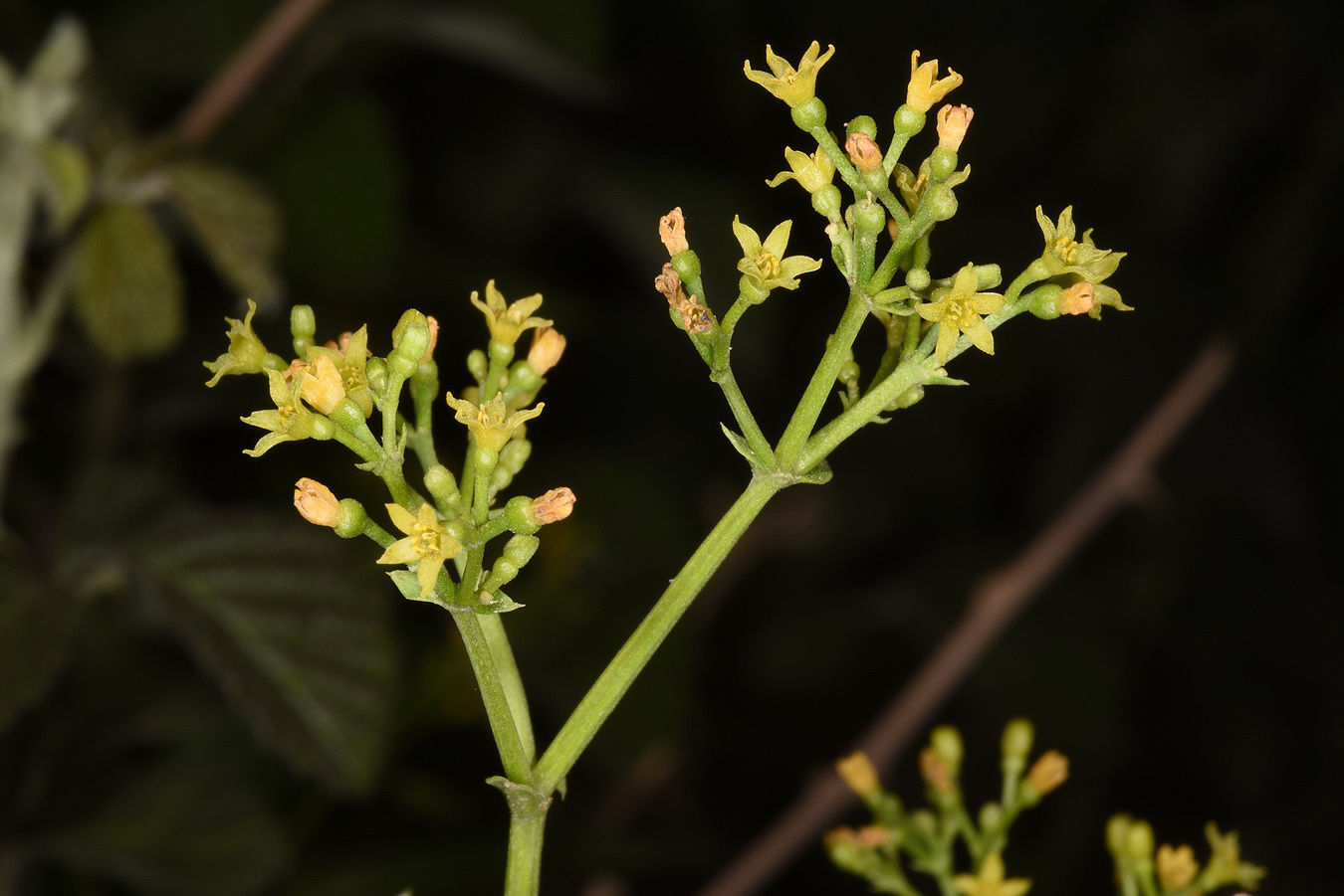Rubia tinctorum L. Plants of the World Online Kew Science