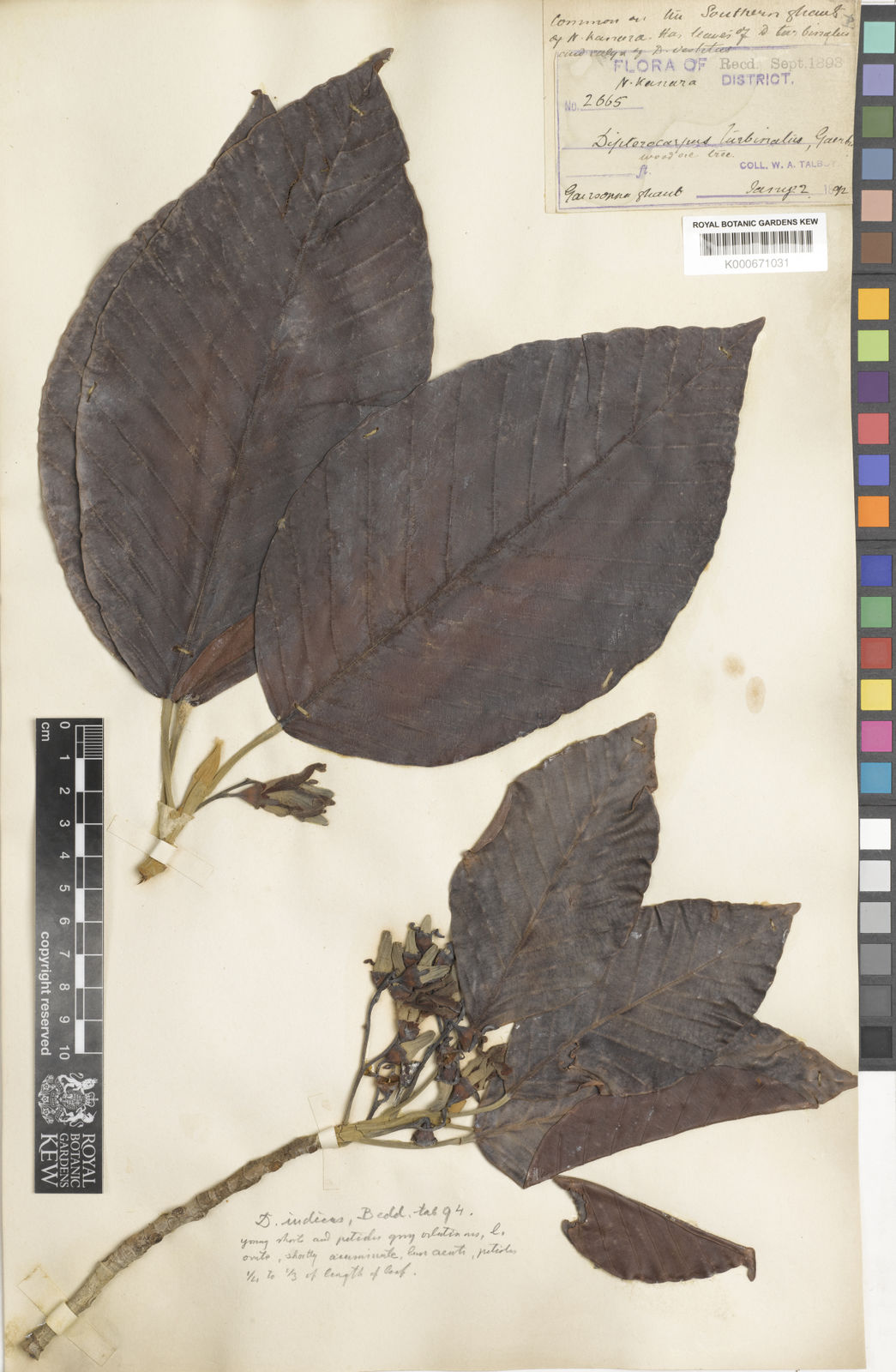 Dipterocarpus indicus Bedd. Plants of the World Online Kew Science