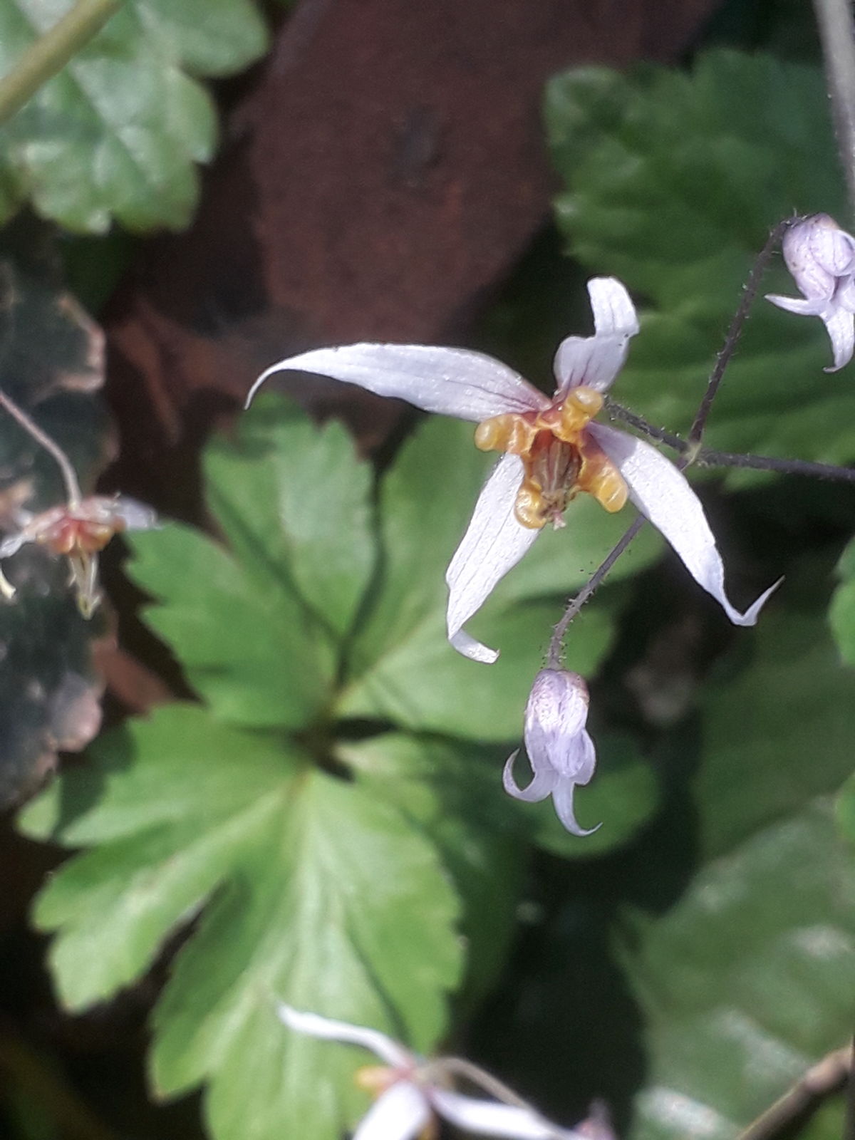 Epimedium pubescens Maxim. Plants of the World Online Kew Science