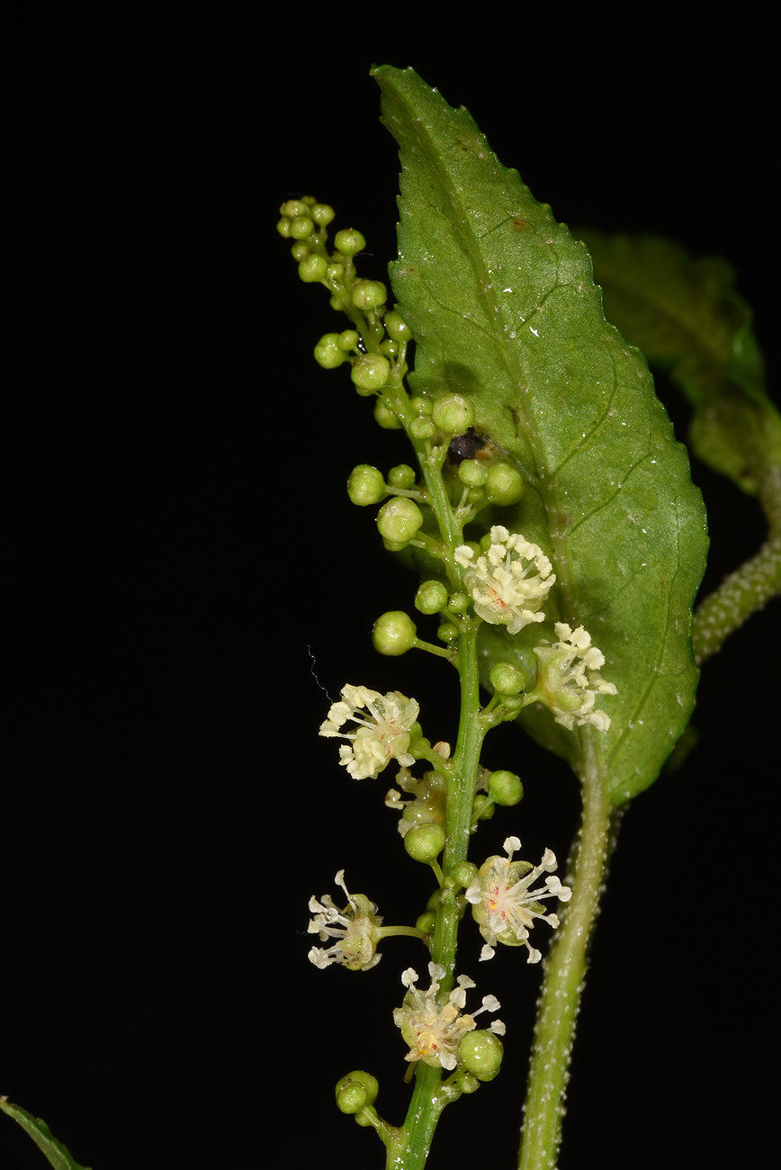 Croton bonplandianus Baill. Plants of the World Online Kew Science