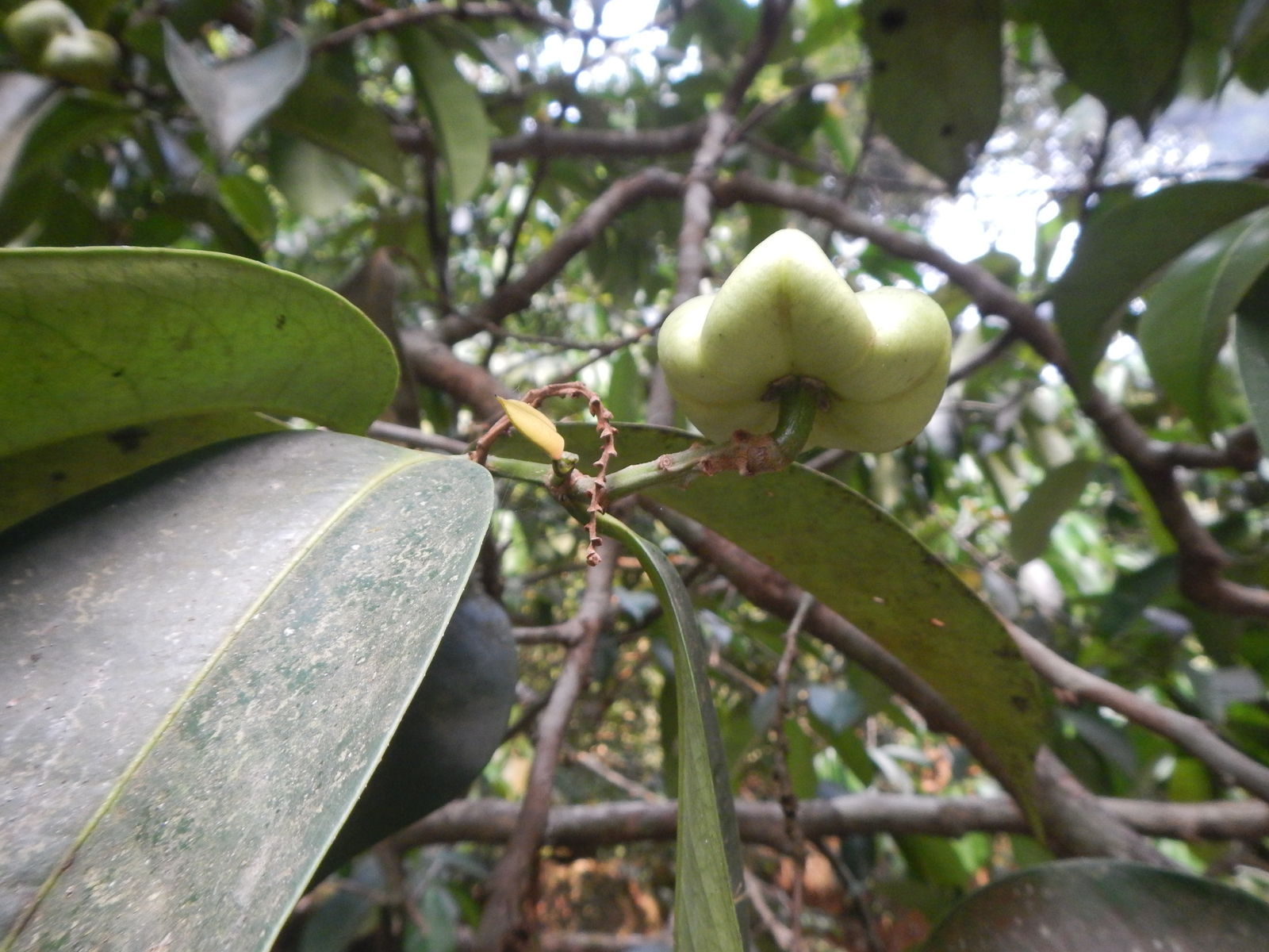 Apodiscus chevalieri Hutch. Plants of the World Online Kew Science