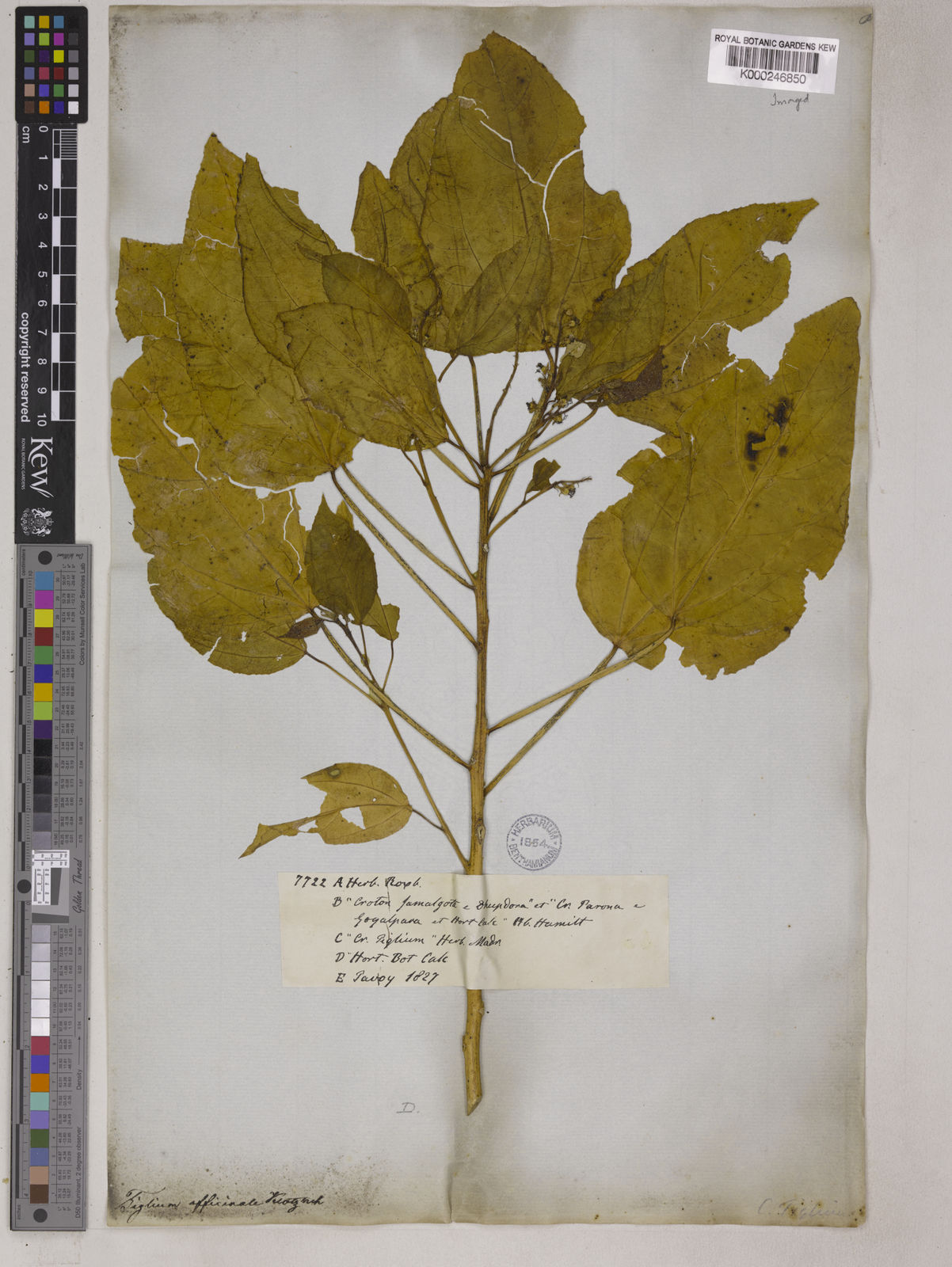 Croton tiglium L. Plants of the World Online Kew Science