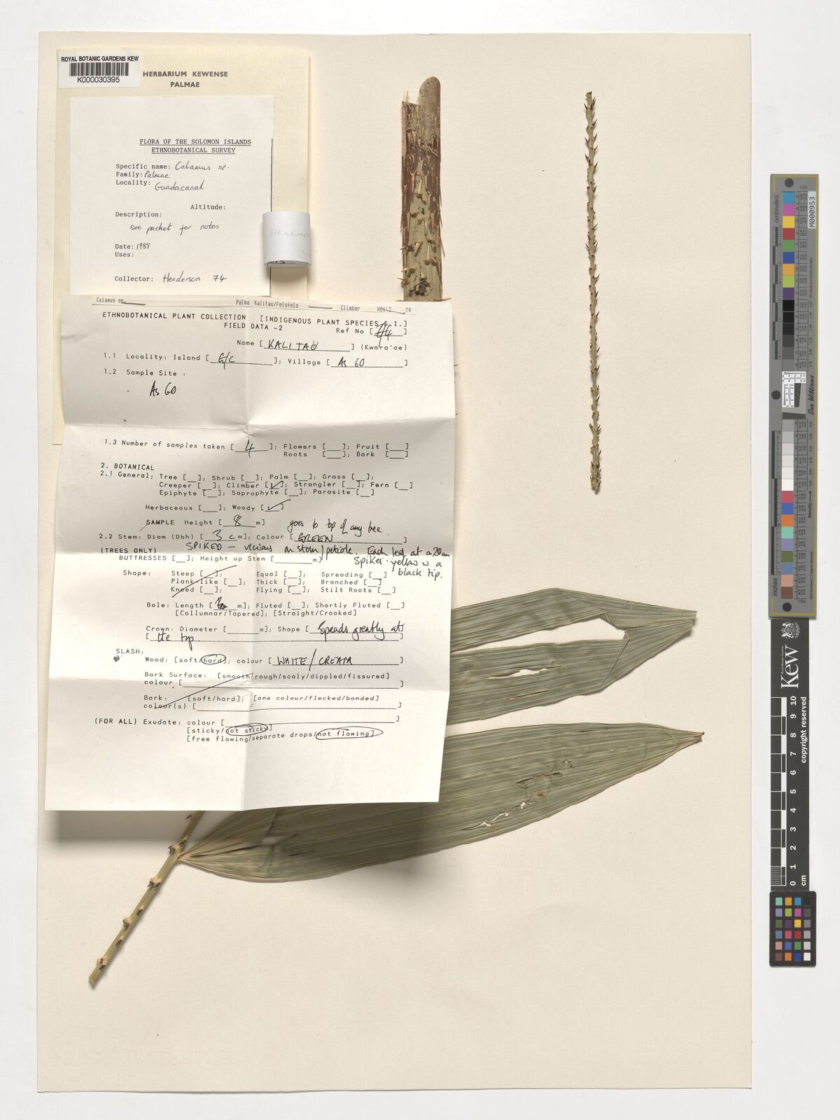 Calamus aruensis Becc. Plants of the World Online Kew Science
