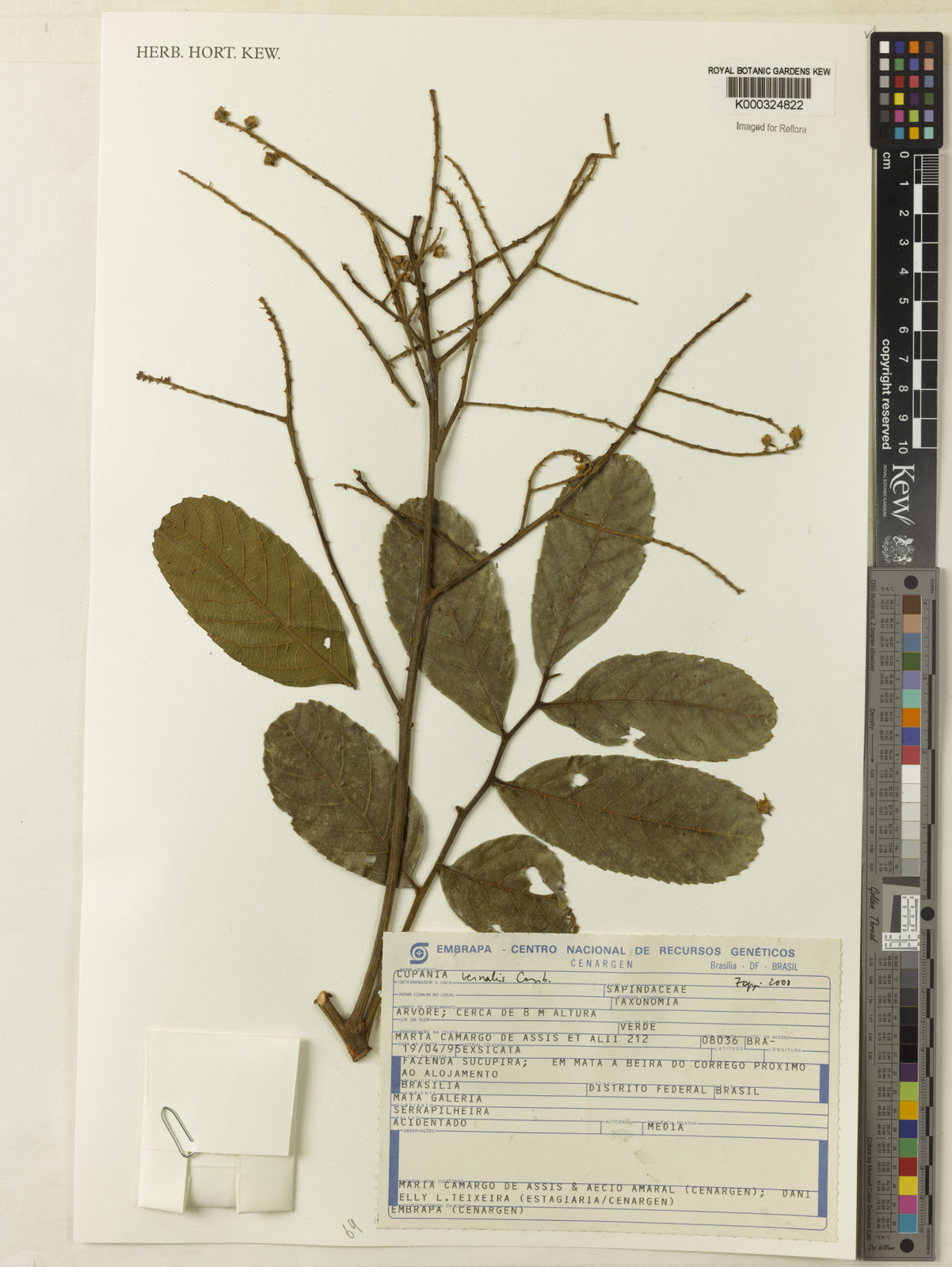 Cupania vernalis Cambess. Plants of the World Online Kew Science