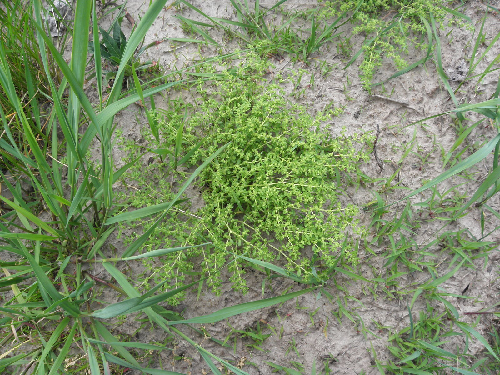 Herniaria glabra L. Plants of the World Online Kew Science