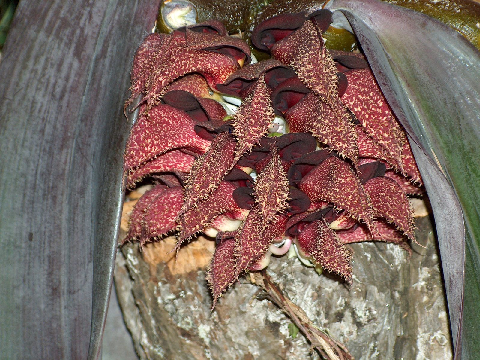 Bulbophyllum phalaenopsis J.J.Sm. Plants of the World Online Kew
