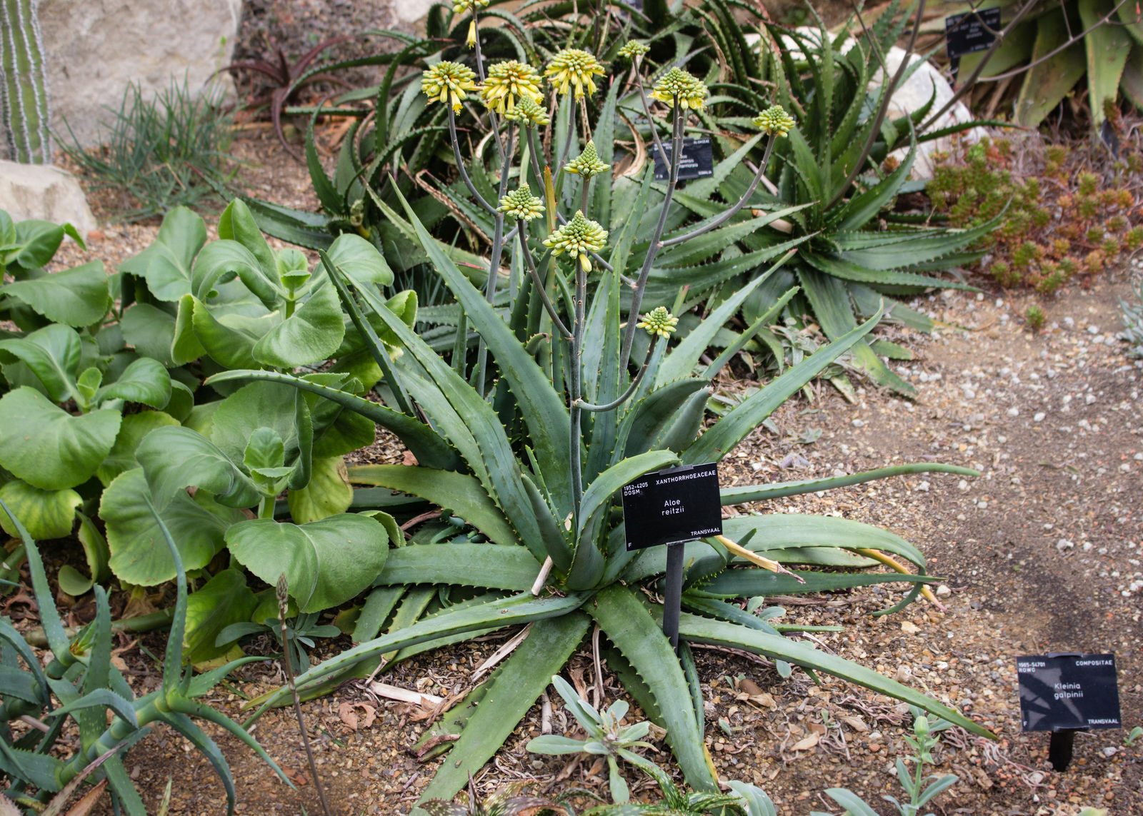 Aloe reitzii Reynolds Plants of the World Online Kew