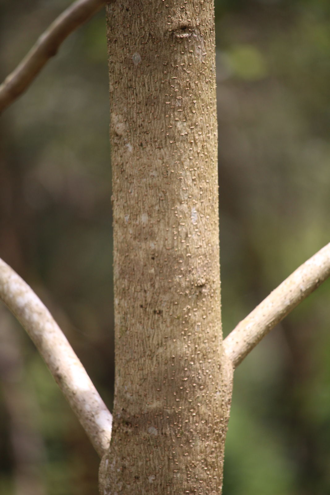 Gmelina arborea Roxb. ex Sm. Plants of the World Online Kew Science