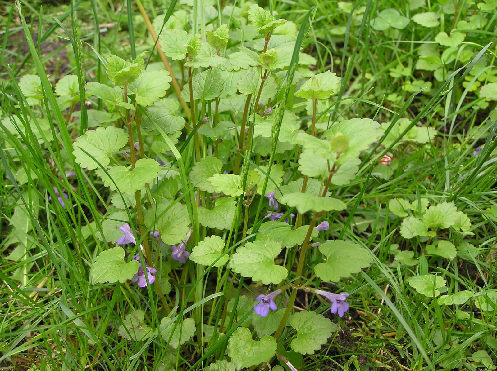 Glechoma hederacea L. Plants of the World Online Kew Science