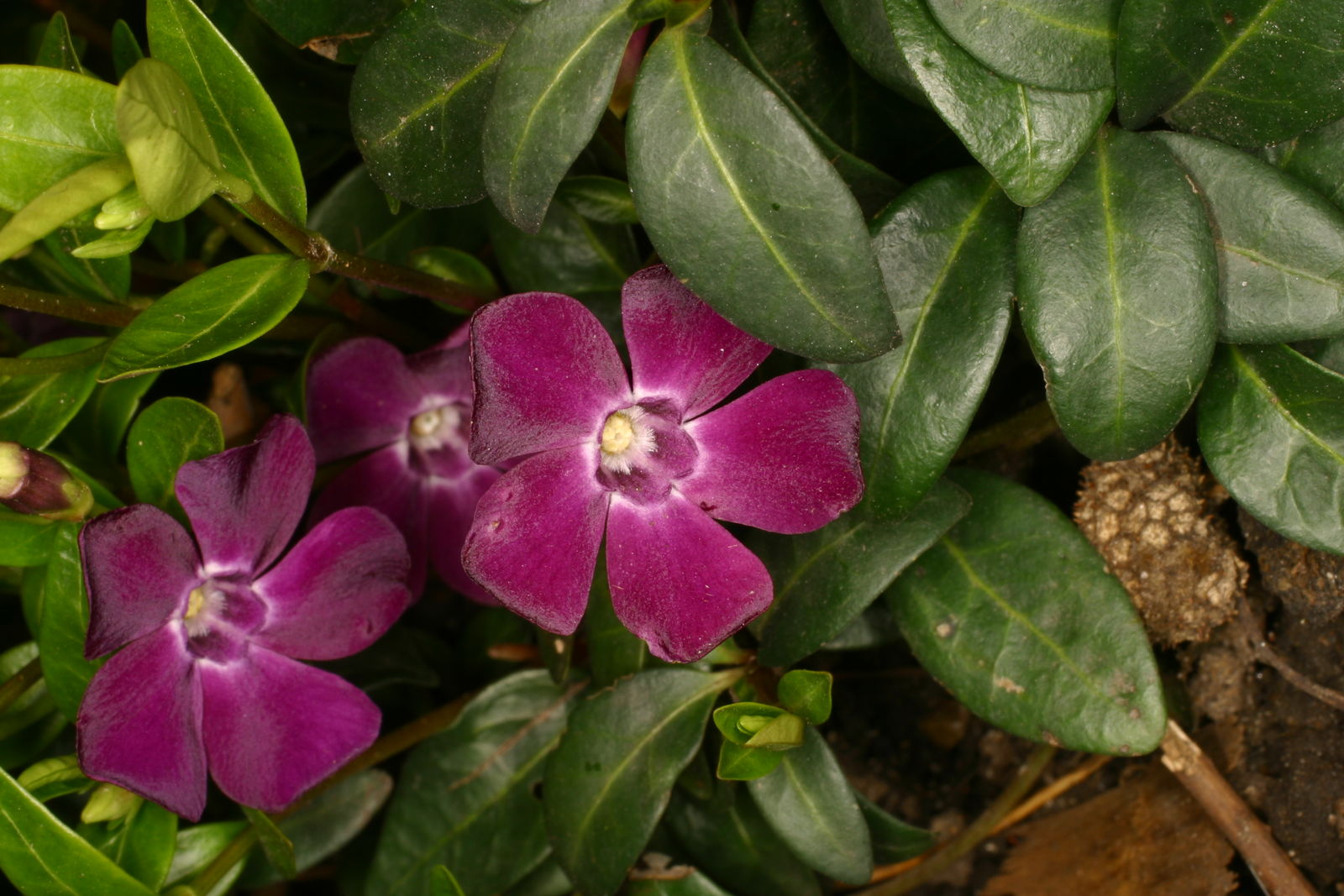 Vinca major L. Plants of the World Online Kew Science
