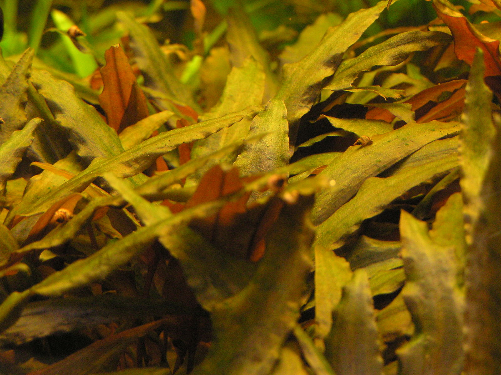 Cryptocoryne wendtii de Wit Plants of the World Online