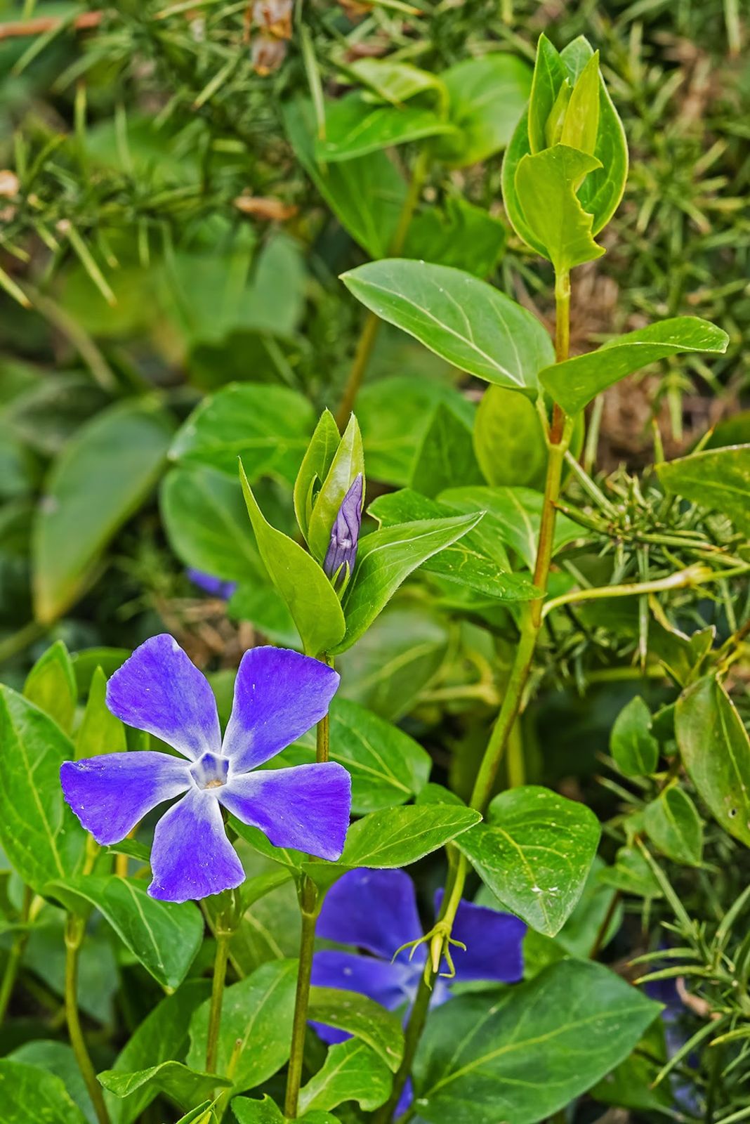 Vinca L. Plants of the World Online Kew Science