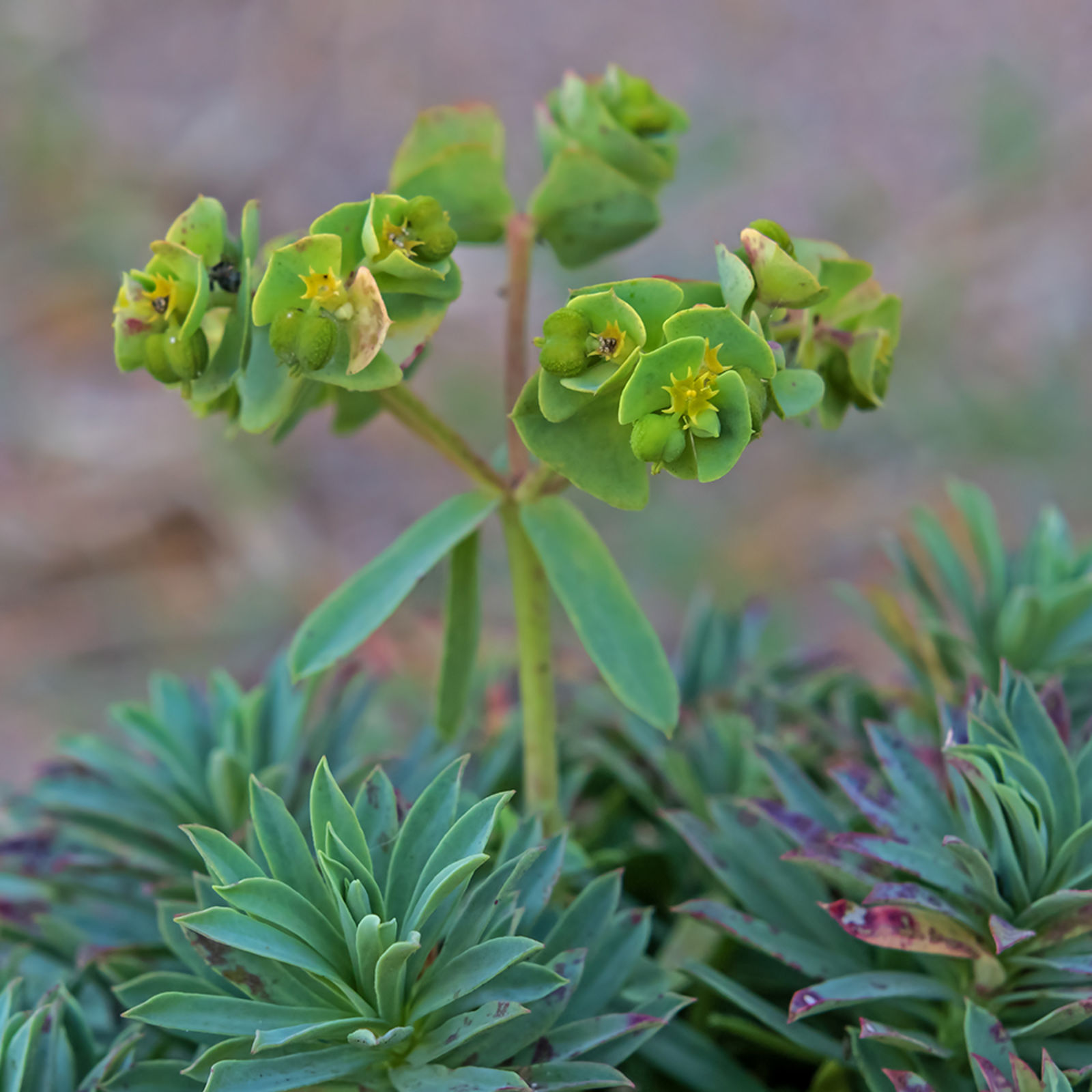 Euphorbia portlandica L. Plants of the World Online Kew Science