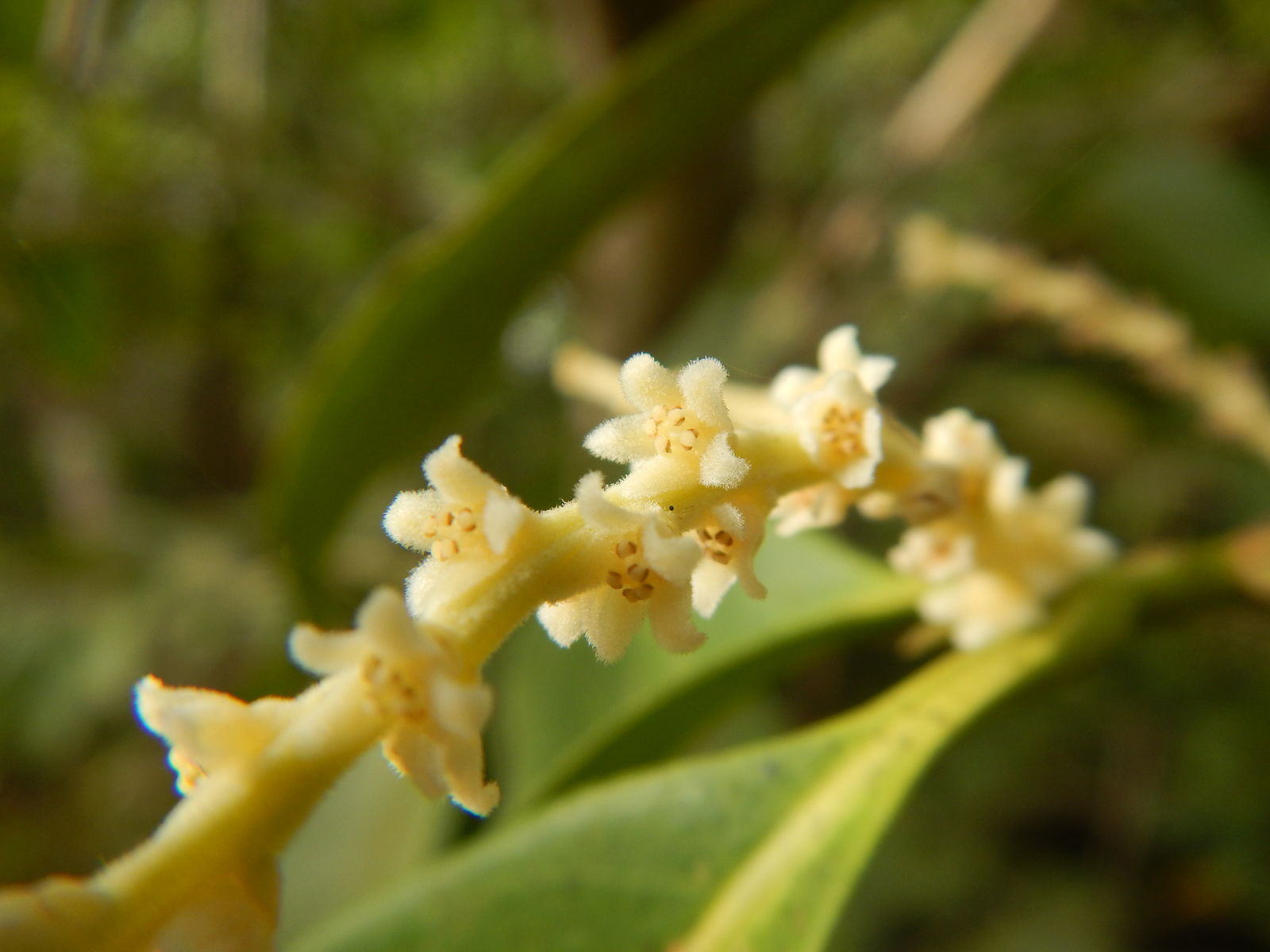 Apodiscus Hutch. Plants of the World Online Kew Science