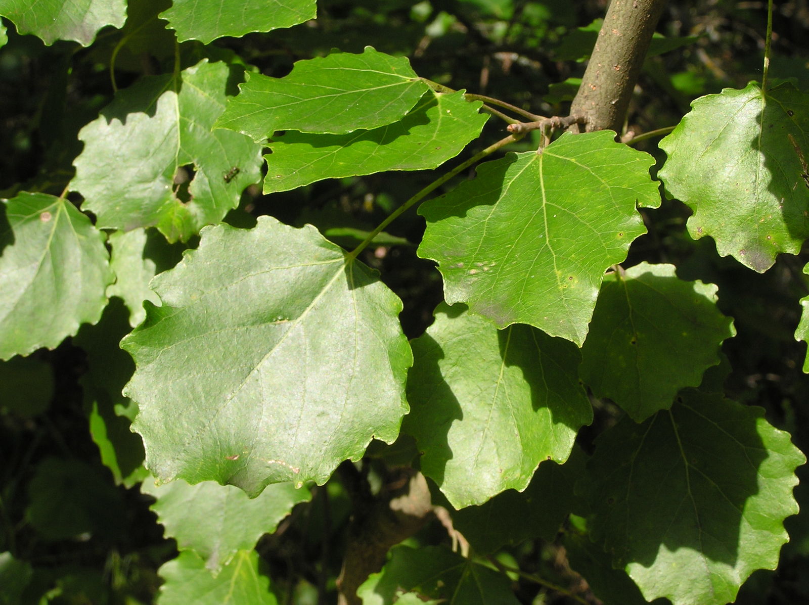 Populus tremula L. Plants of the World Online Kew Science