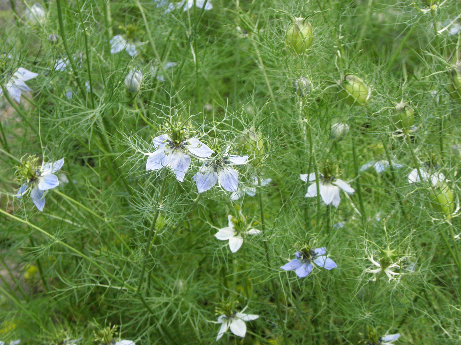 Nigella sativa L. Plants of the World Online Kew Science