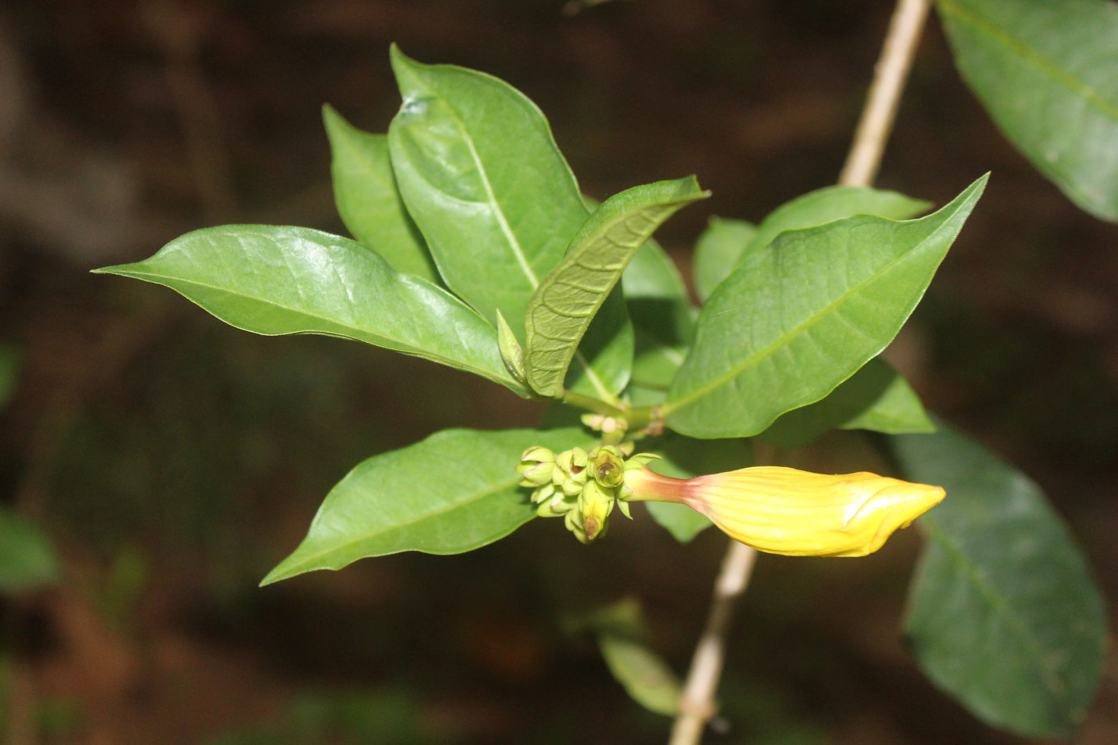 Allamanda schottii Pohl Plants of the World Online Kew
