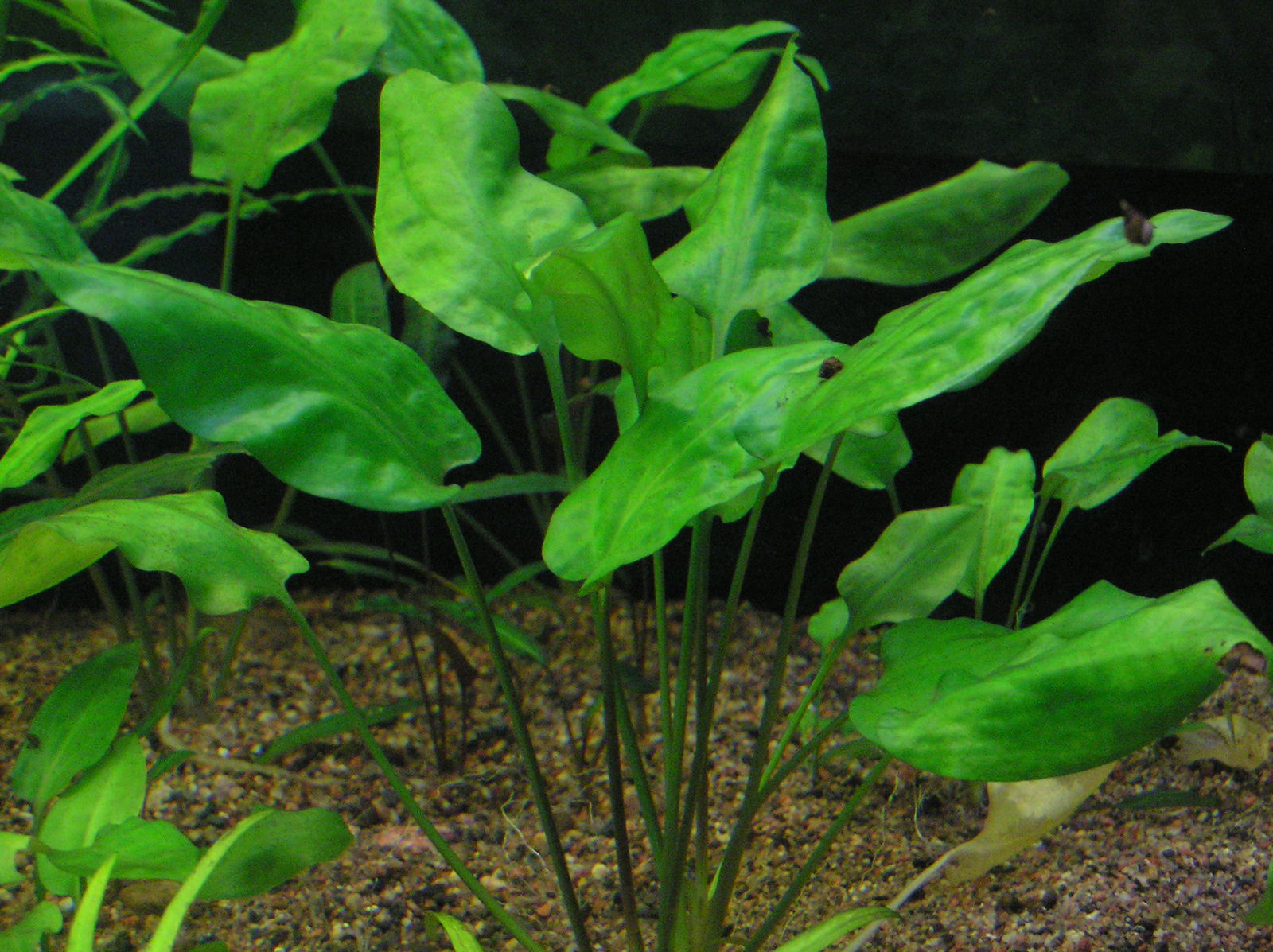 Cryptocoryne pontederiifolia Schott Plants of the World Online Kew