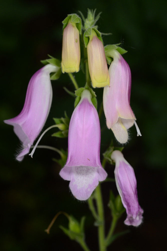 Digitalis thapsi L. Plants of the World Online Kew Science