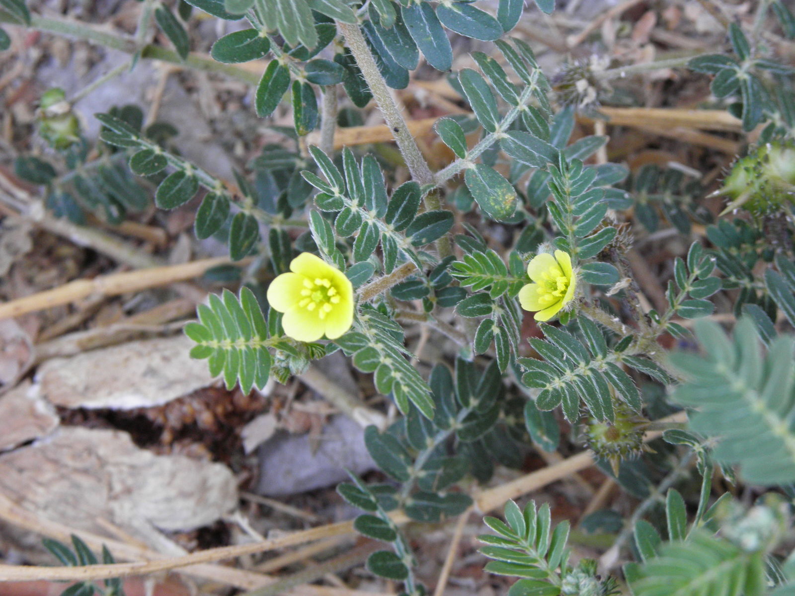 Tribulus terrestris L. Plants of the World Online Kew Science