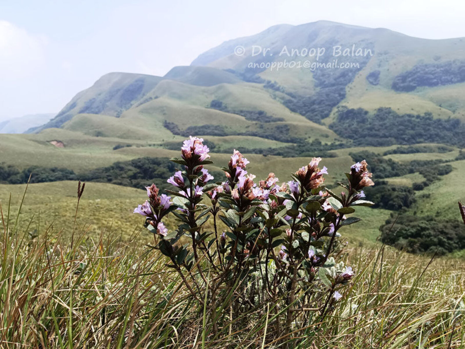 Strobilanthes kunthiana (Nees) T.Anderson ex Benth. Plants of the