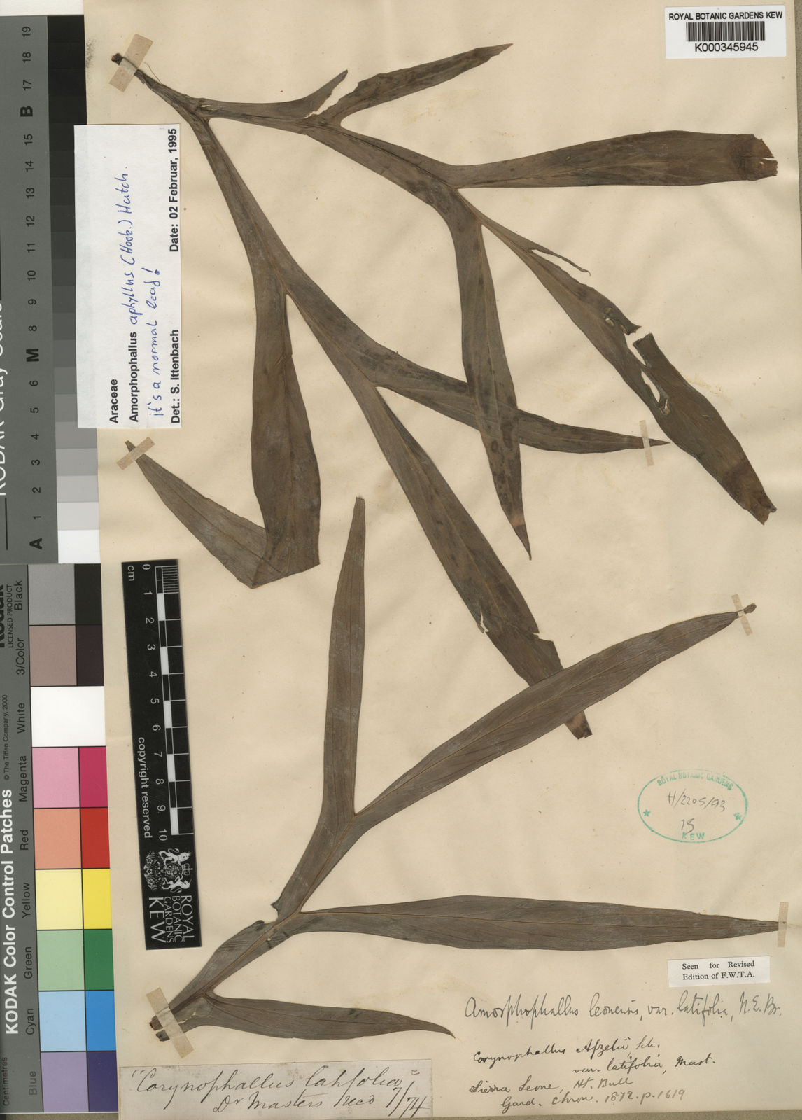 Amorphophallus aphyllus (Hook.) Hutch. Plants of the World Online