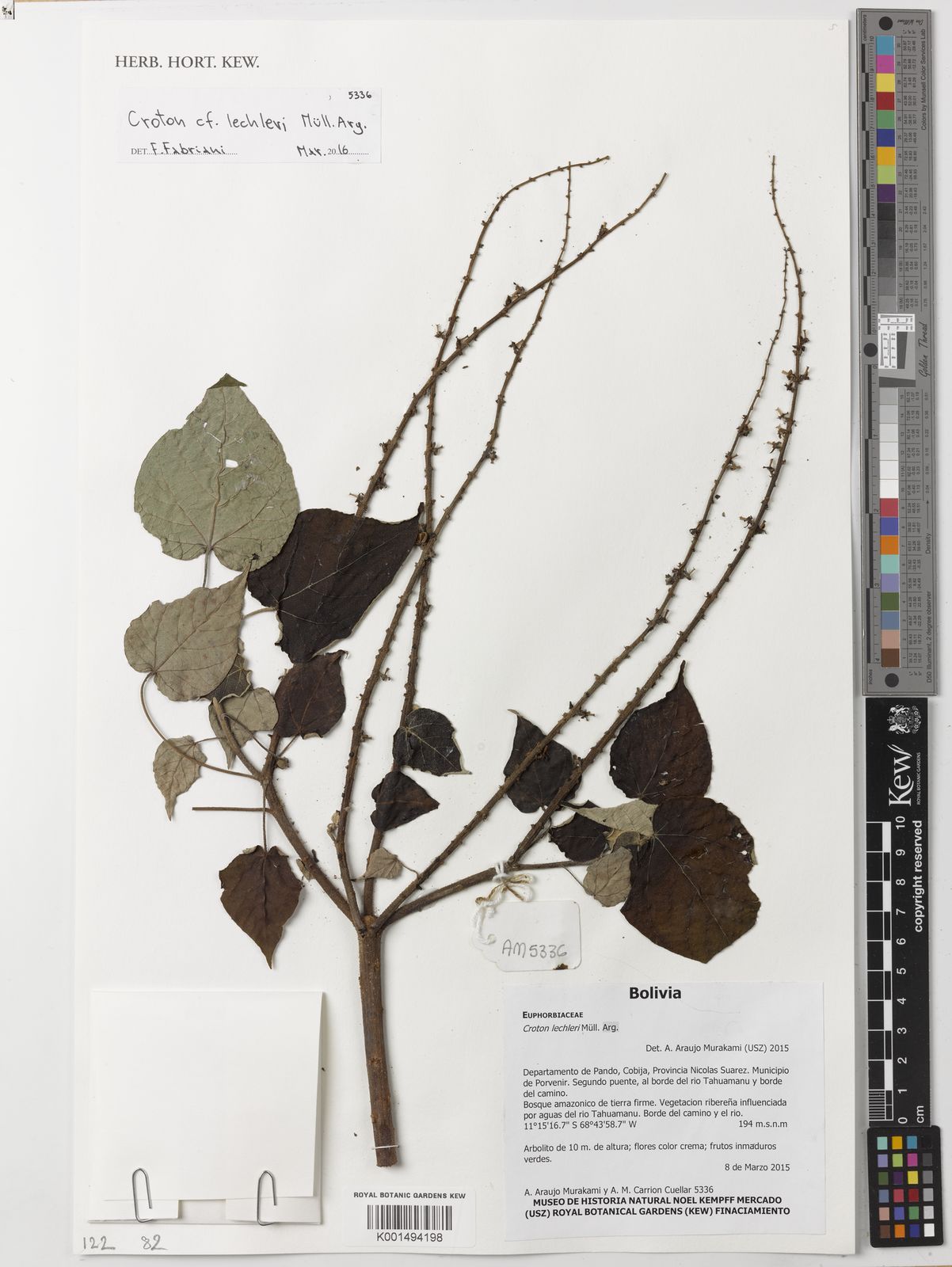Croton lechleri Müll.Arg. Plants of the World Online Kew Science