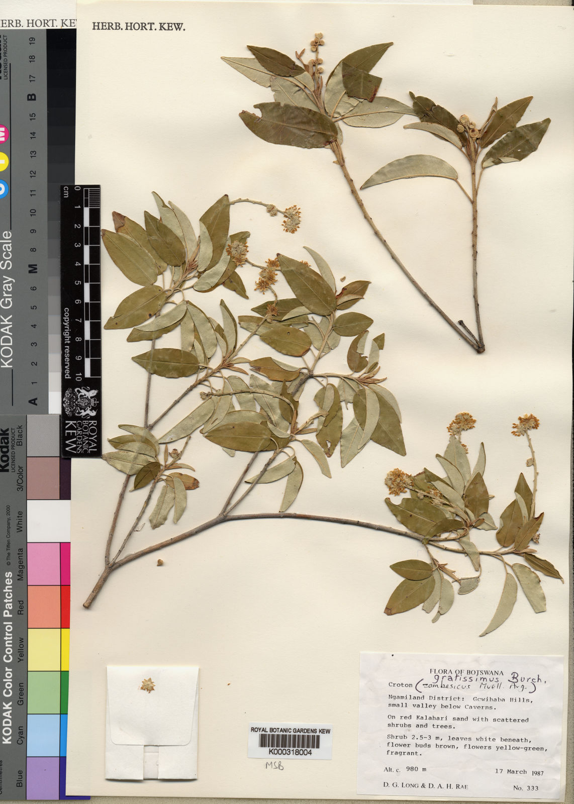 Croton gratissimus var. gratissimus Plants of the World Online Kew