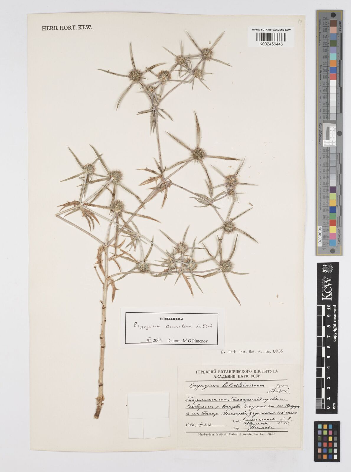 Eryngium caeruleum M.Bieb. Plants of the World Online Kew Science