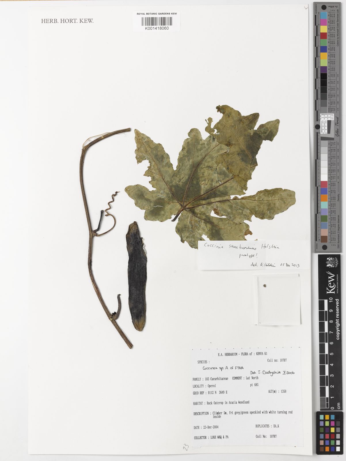 Coccinia samburuensis Holstein Plants of the World Online Kew Science