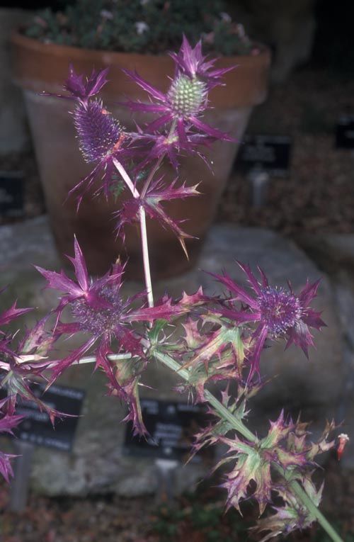 Eryngium leavenworthii Torr. & A.Gray Plants of the World Online
