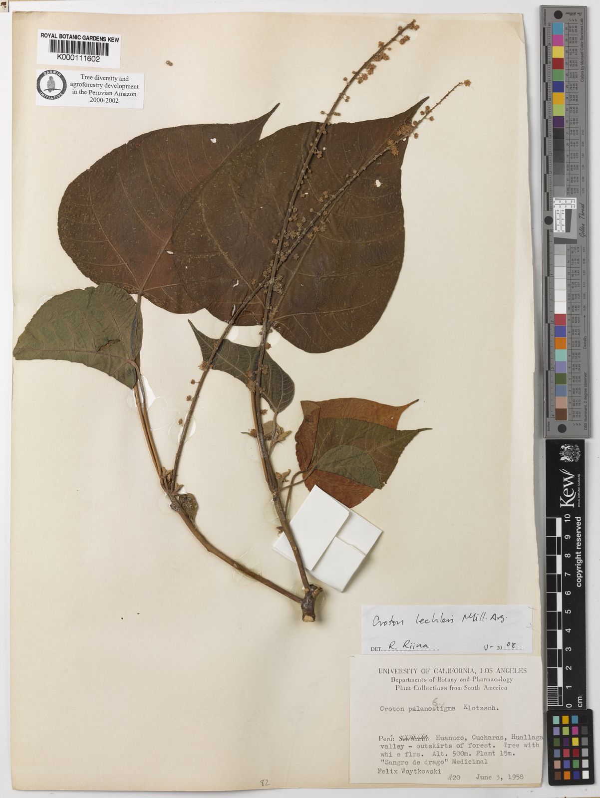 Croton lechleri Müll.Arg. Plants of the World Online Kew Science