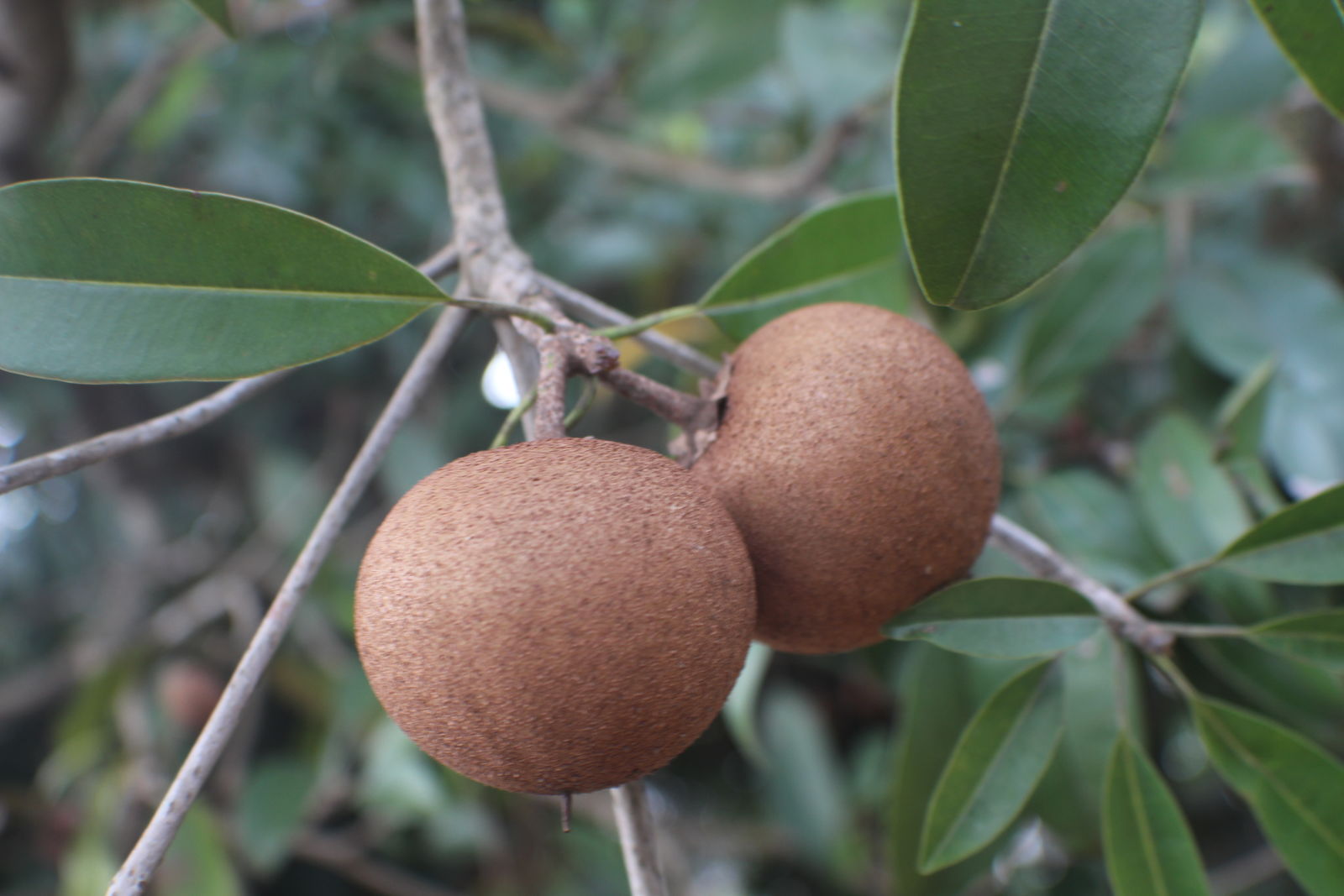 Manilkara zapota (L.) P.Royen Plants of the World Online Kew Science