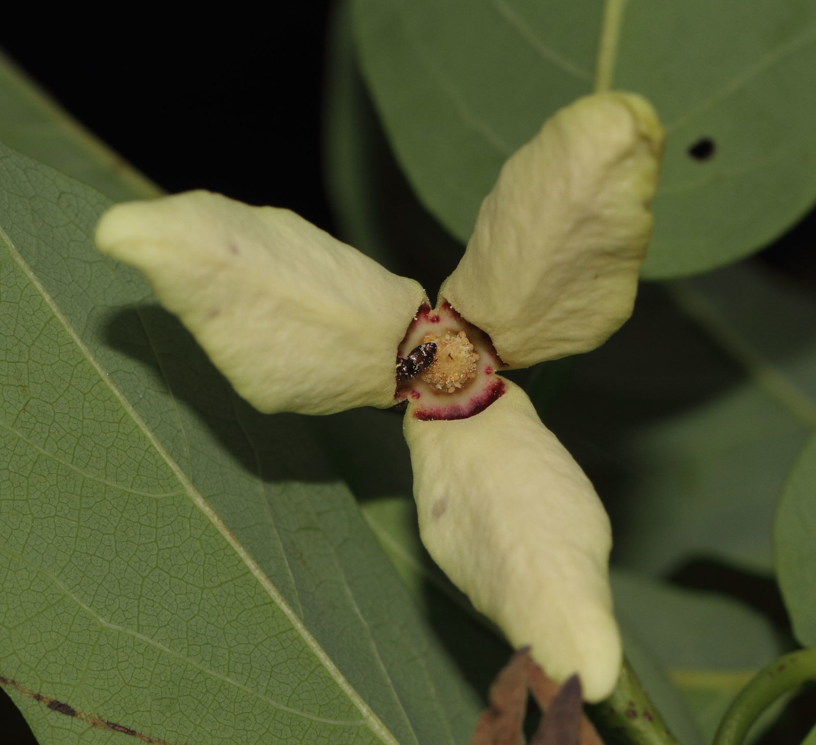 Annona Squamosa Flower