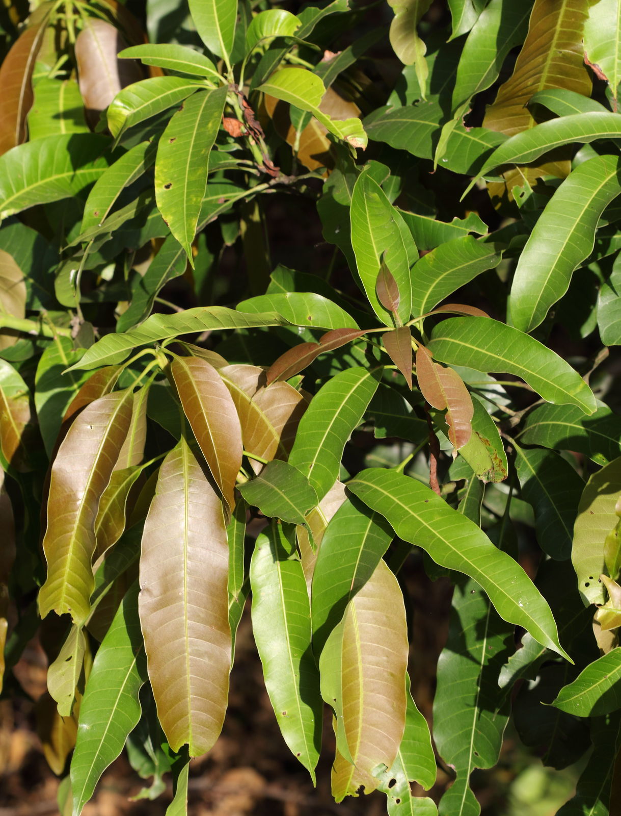 Mangifera indica L. Plants of the World Online Kew Science