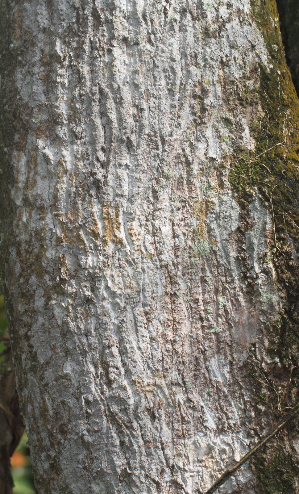 Mangifera indica L. Plants of the World Online Kew Science