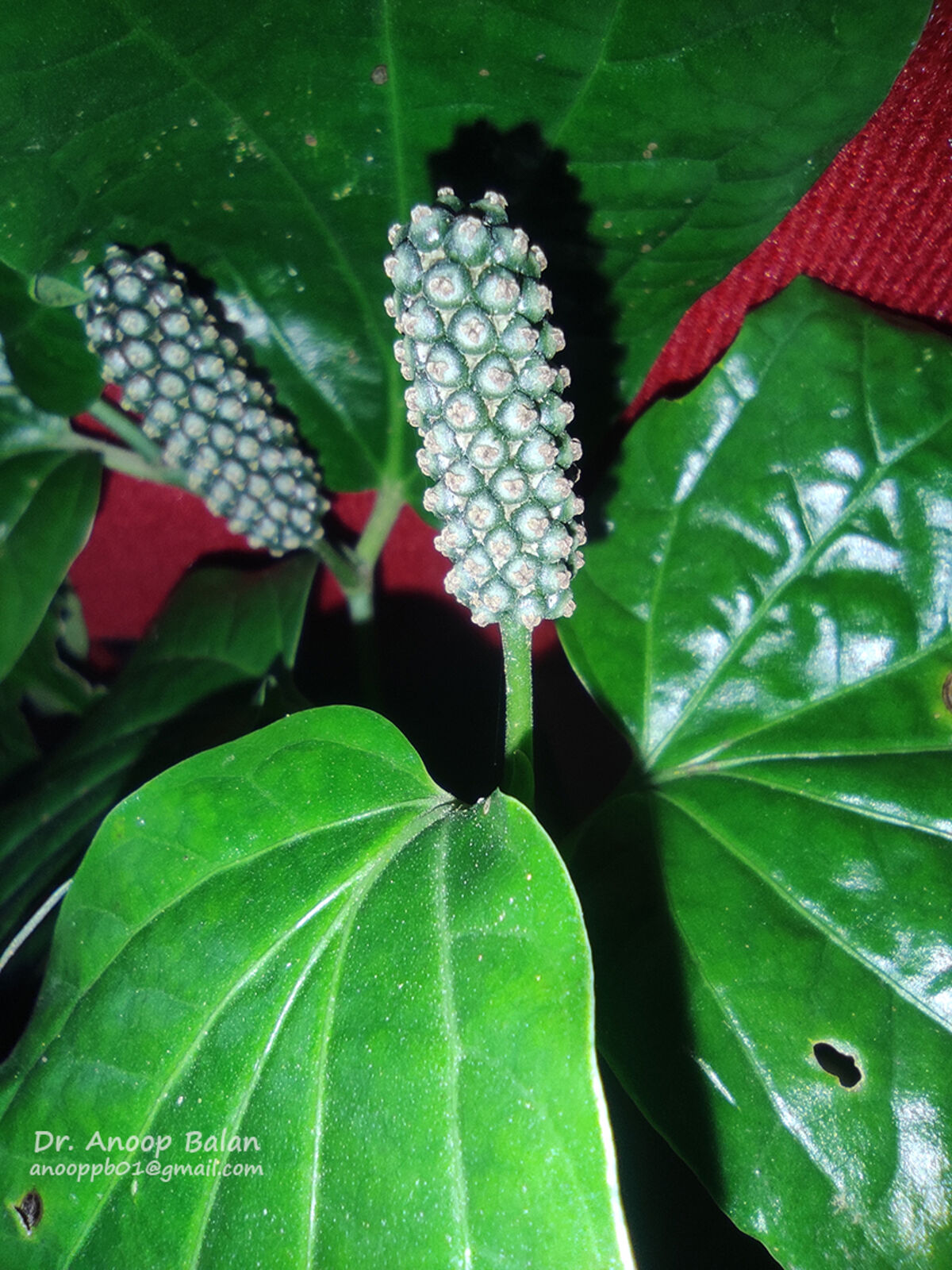 Piper retrofractum Vahl Plants of the World Online Kew Science