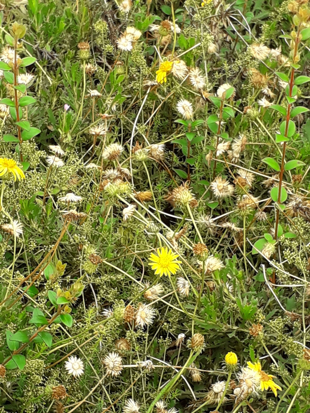 Haplopappus Cass. Plants of the World Online Kew Science