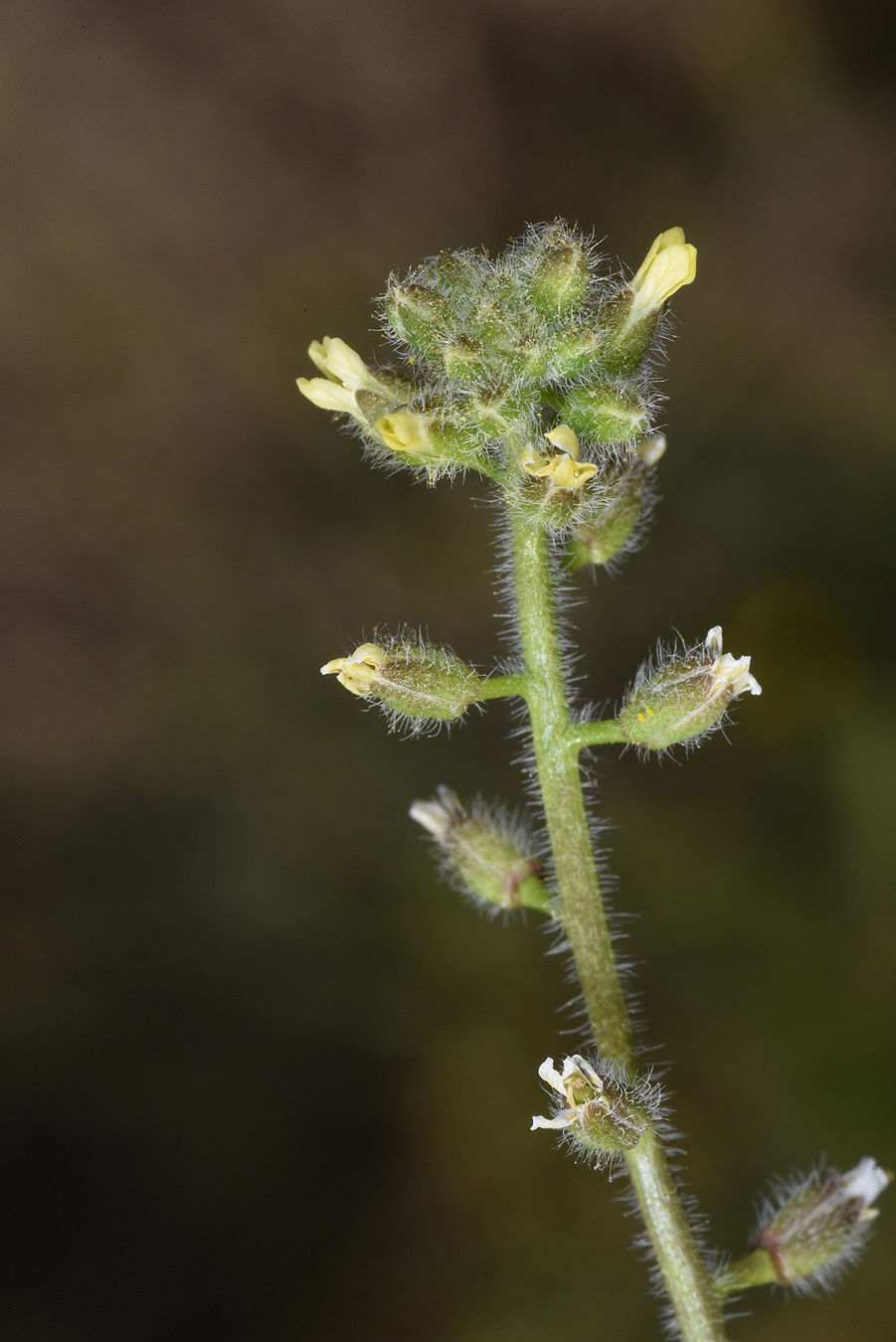 Camelina hispida Boiss. Plants of the World Online Kew
