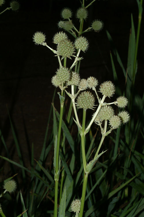 Eryngium yuccifolium Michx. Plants of the World Online Kew Science