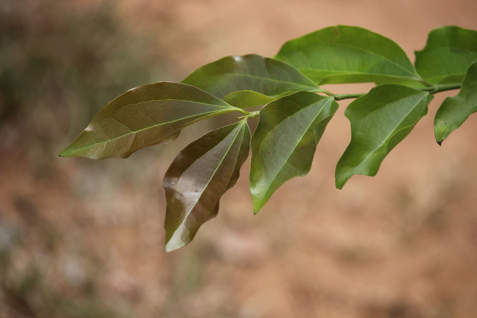 Strychnos nuxvomica L. Plants of the World Online Kew