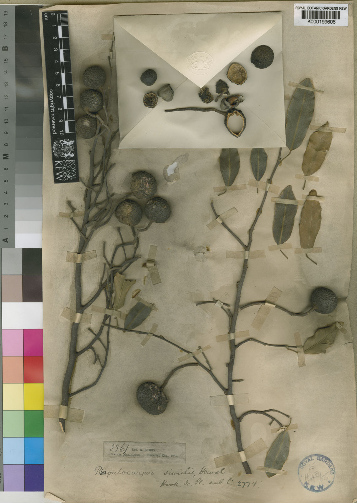 Rhopalocarpus Bojer Plants of the World Online Kew Science