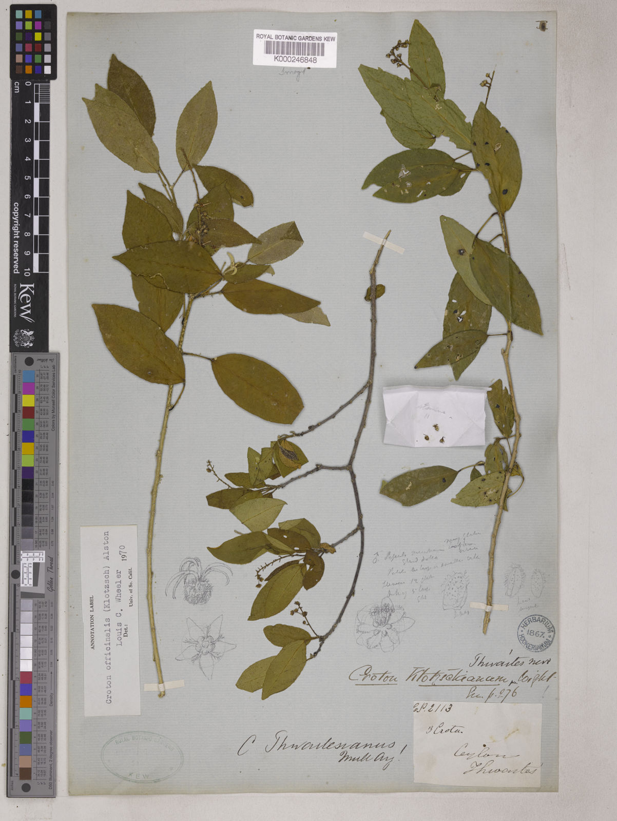 Croton tiglium L. Plants of the World Online Kew Science