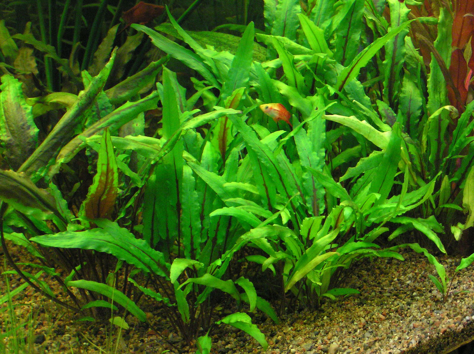 Cryptocoryne wendtii de Wit Plants of the World Online