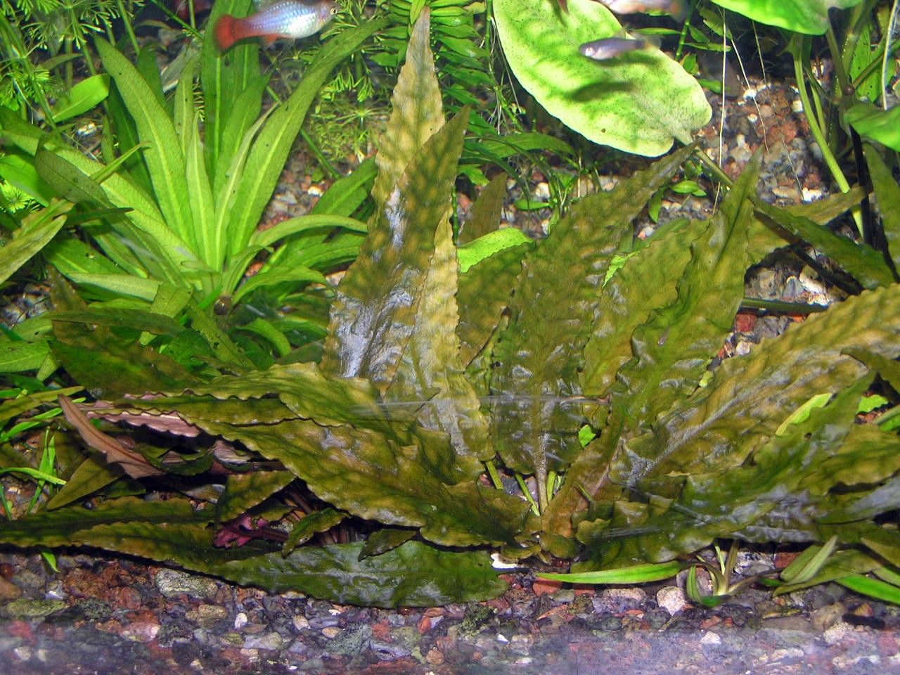 Cryptocoryne wendtii de Wit Plants of the World Online