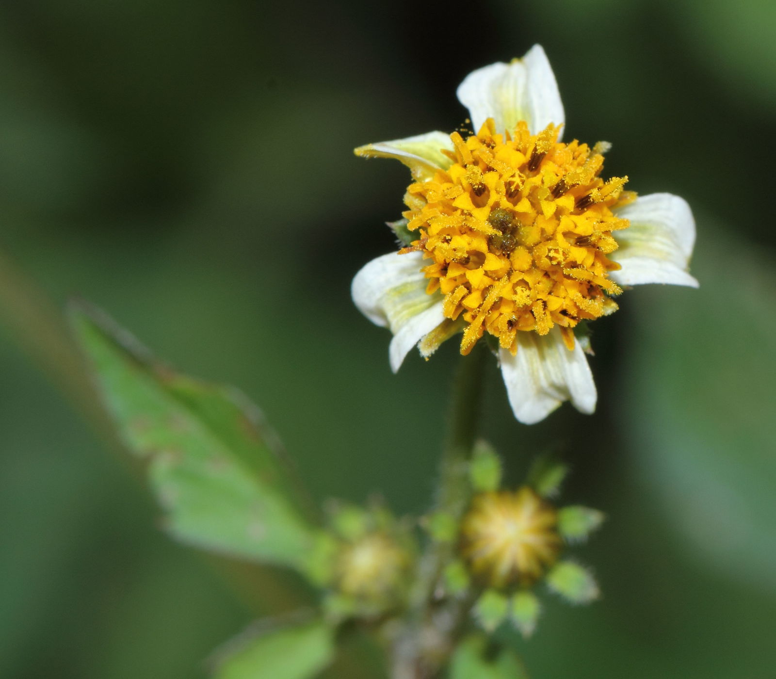 Bidens pilosa L. Plants of the World Online Kew Science