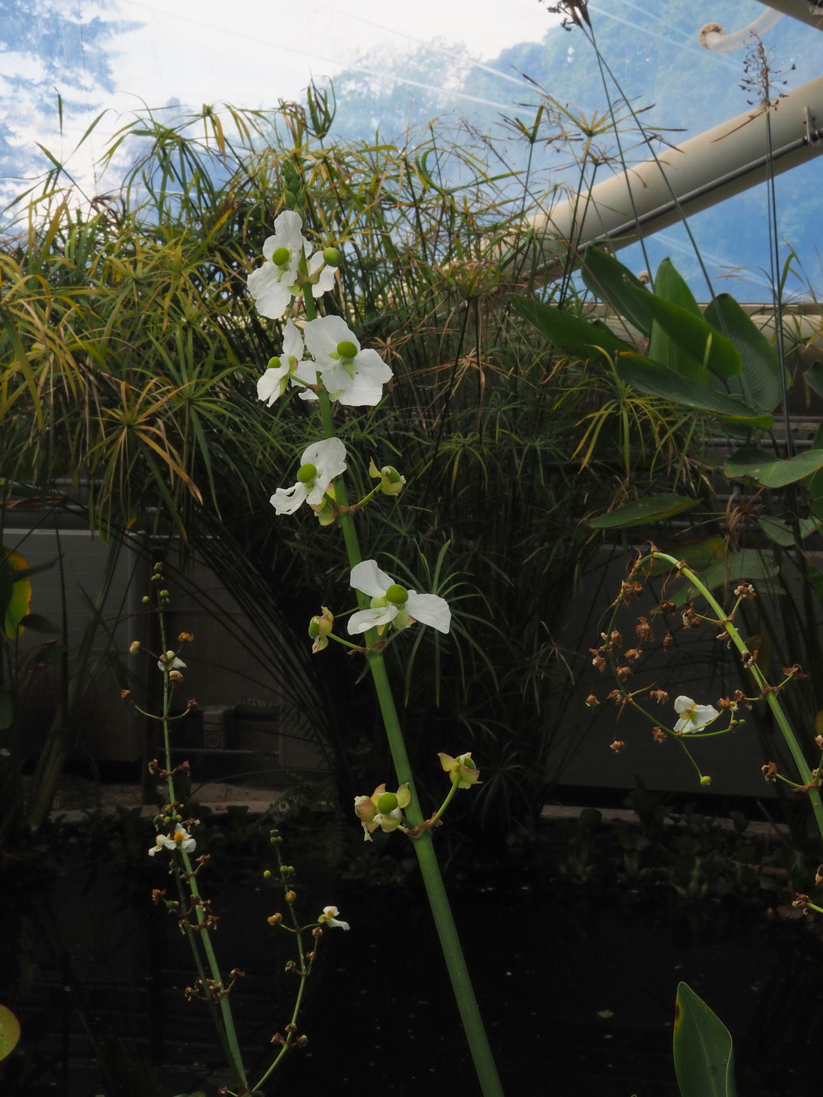 Aquarius macrophyllus (Kunth) Christenh. & Byng Plants of the World Online Kew Science