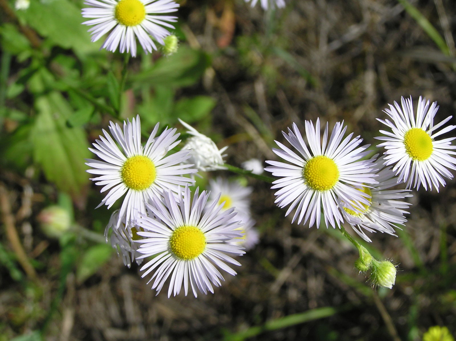 Erigeron annuus (L.) Desf Plants of the World Online Kew Science