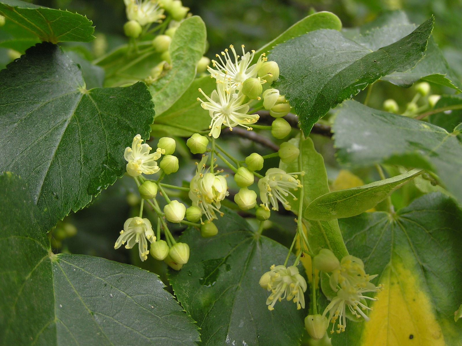Tilia L. Plants of the World Online Kew Science